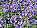 Violets / Viola 